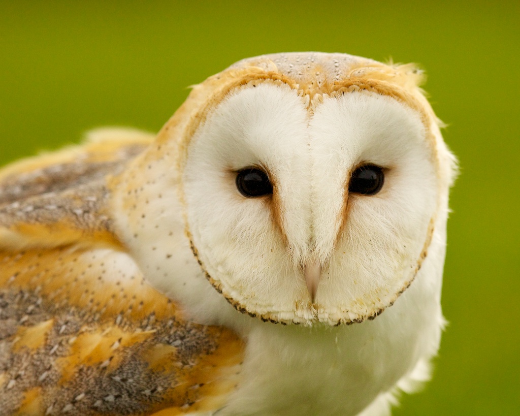 Barn Owl