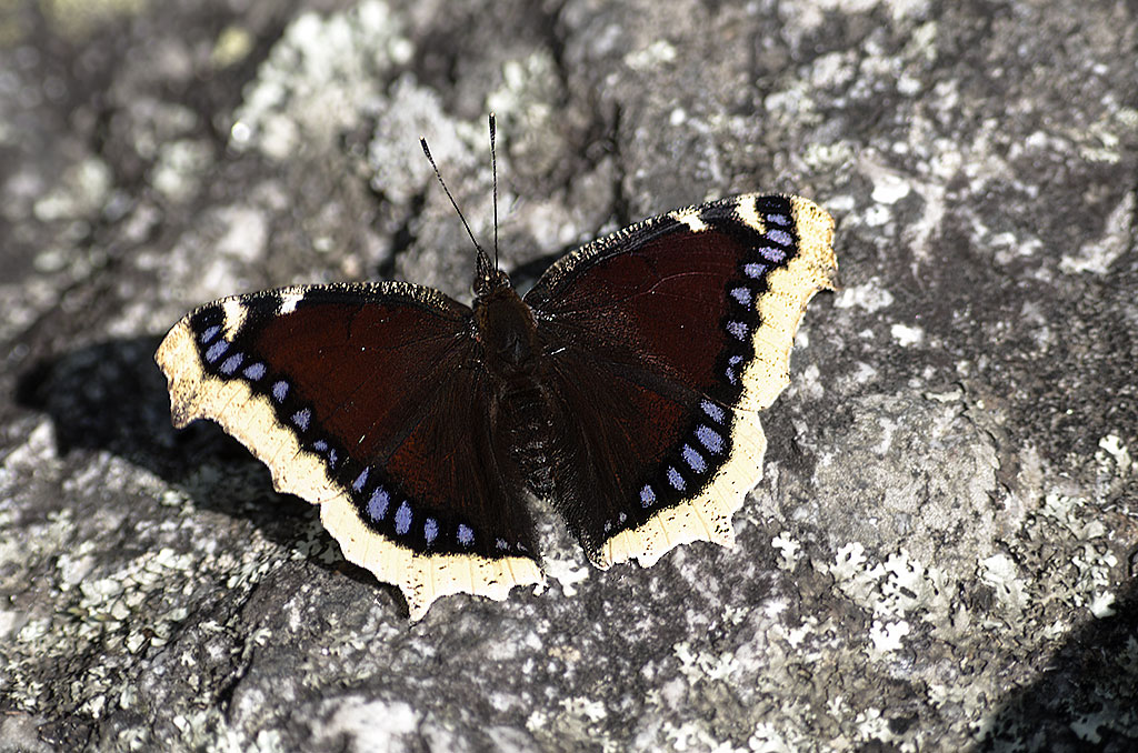 Nymphalis antiopa in Val Di Mello