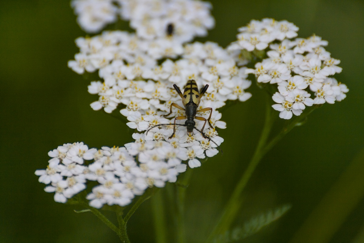 Leptura maculata