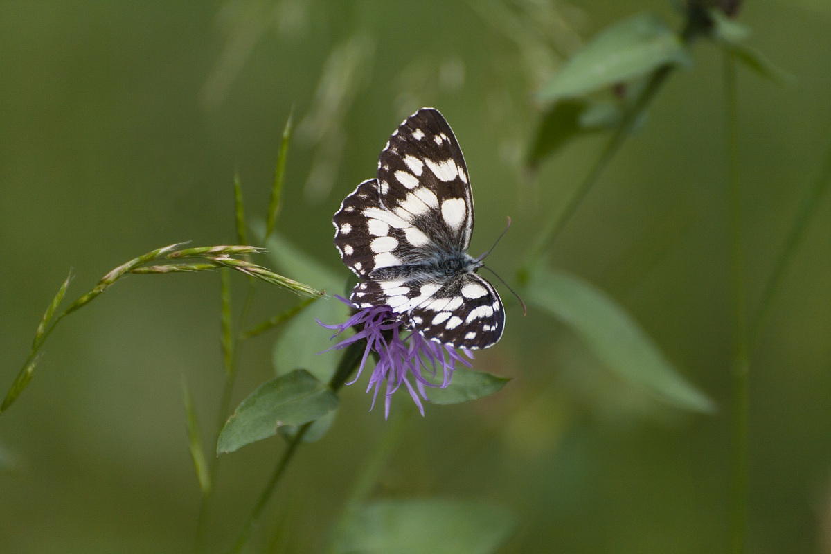 Melanargia galathea