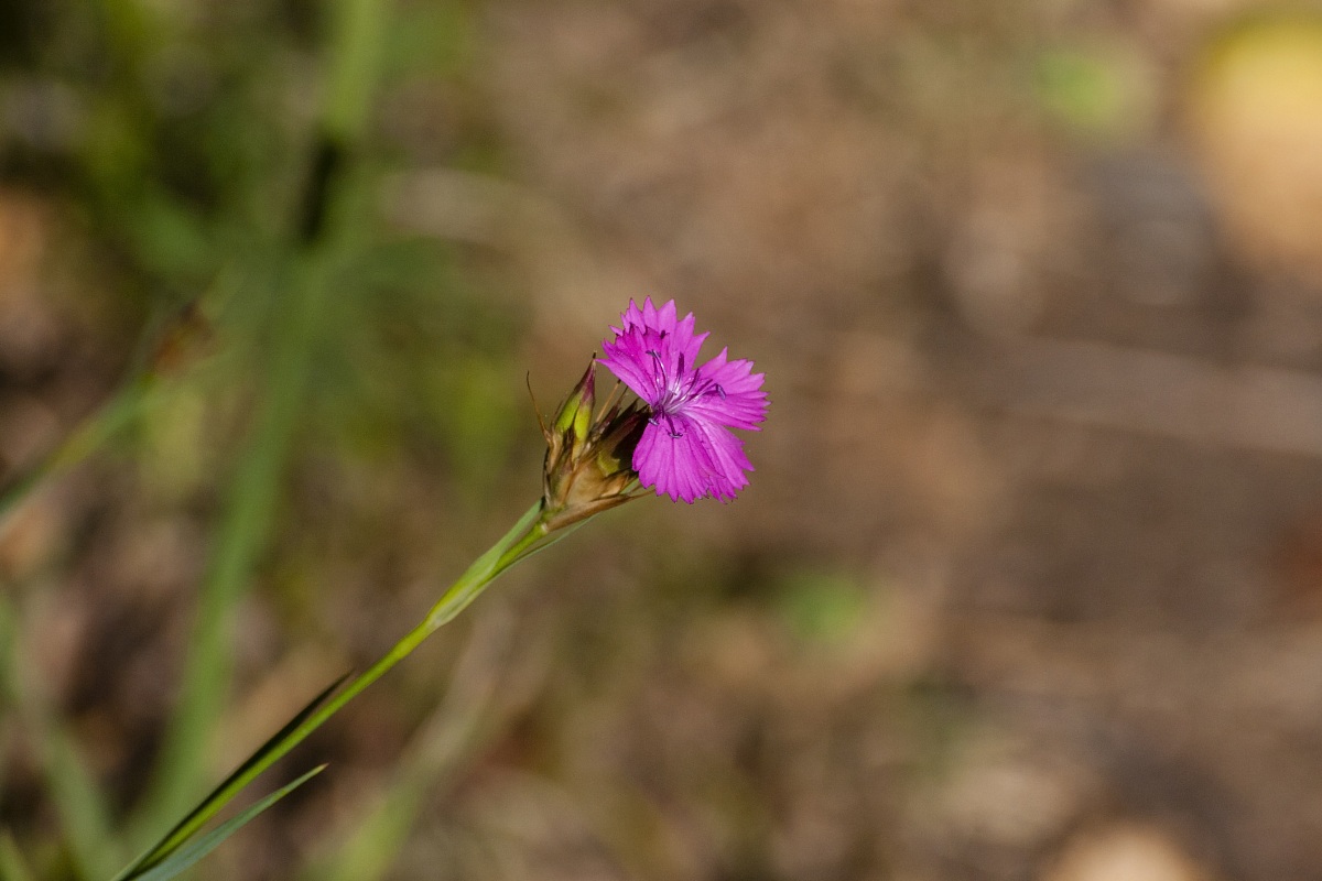 Dianthus deltoides