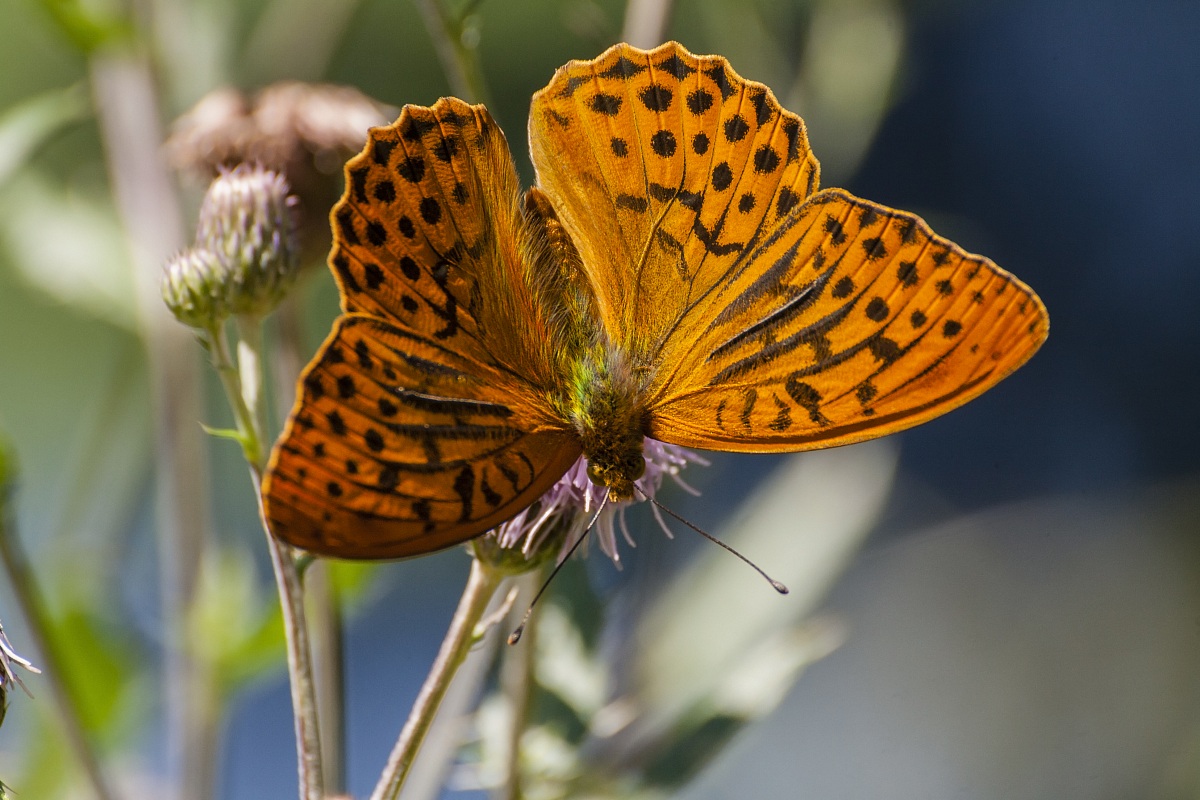 Argynnis paphia
