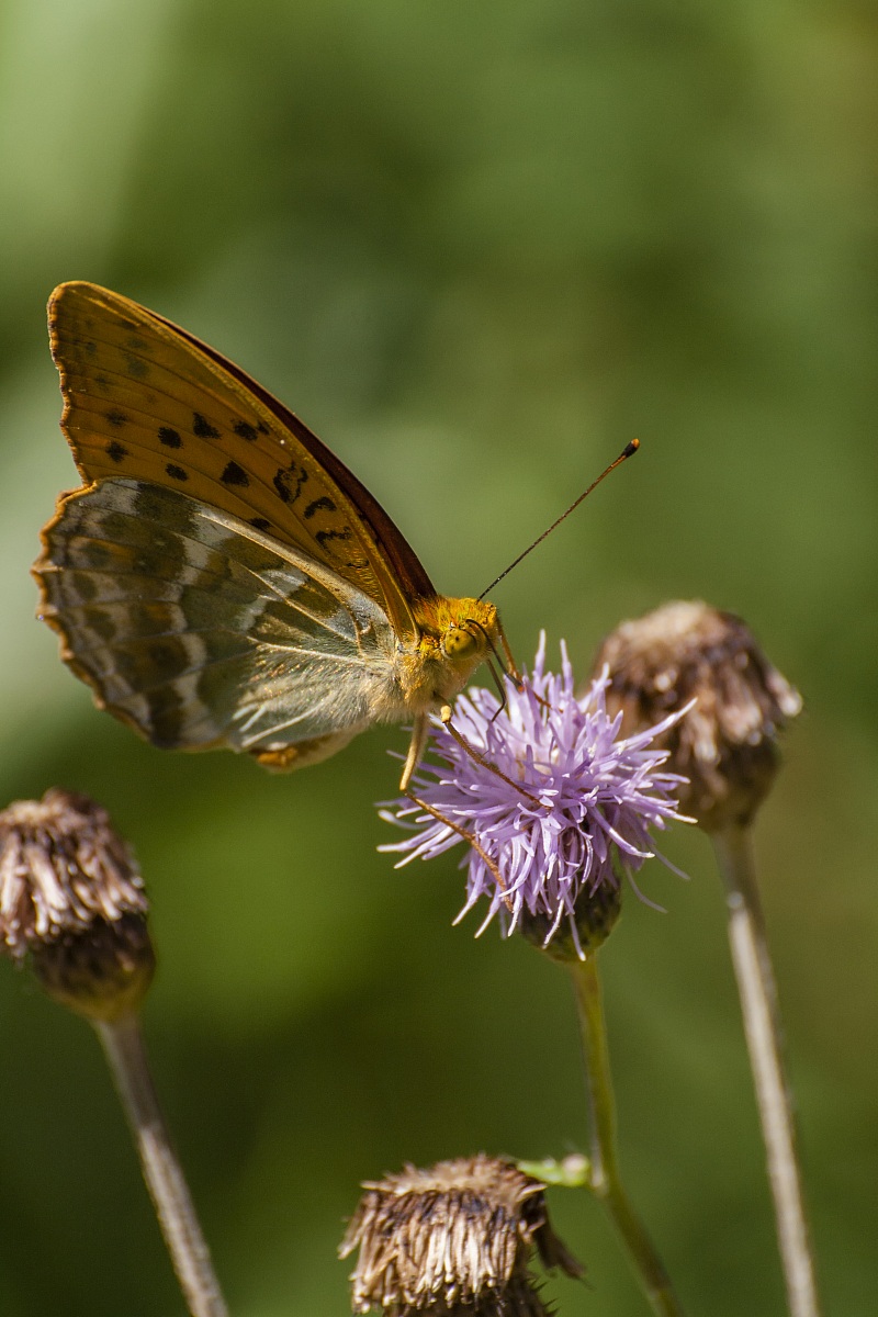 Argynnis paphia