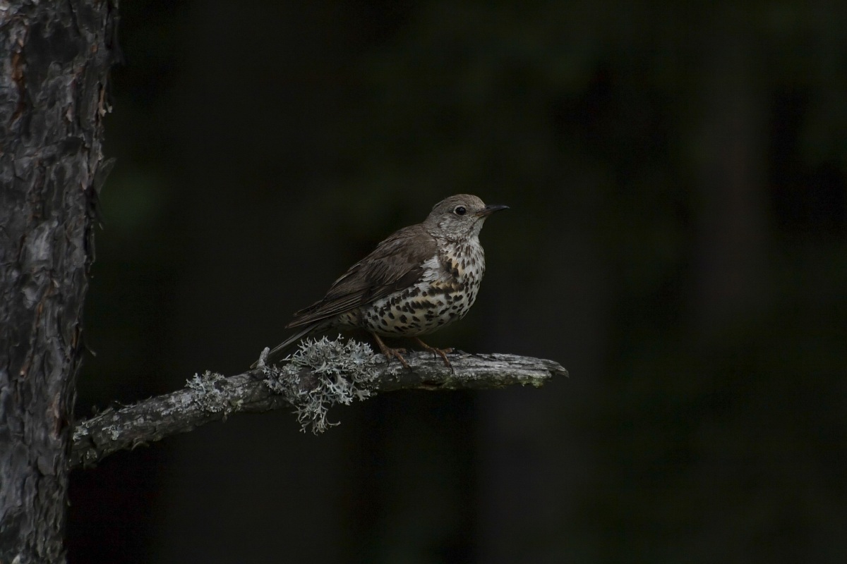 Turdus viscivorus