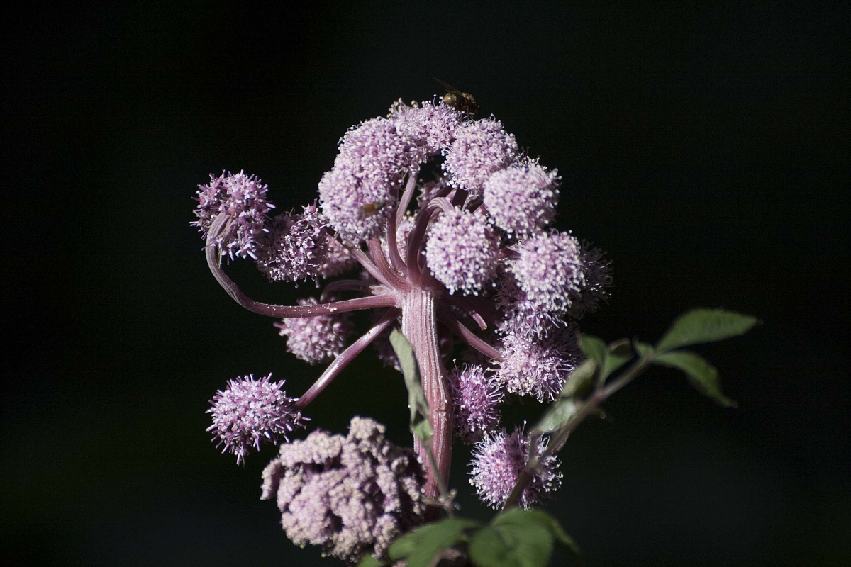 Angelica sylvestris