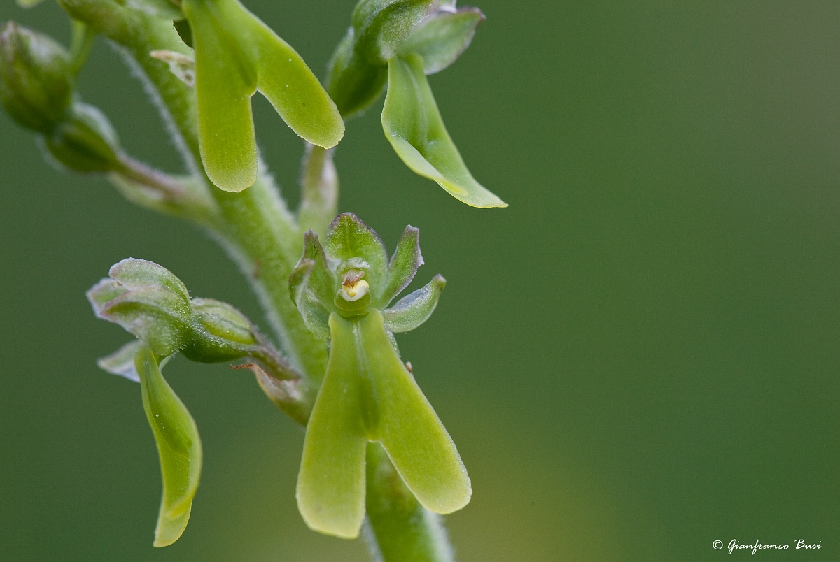 listera ovata - particolare