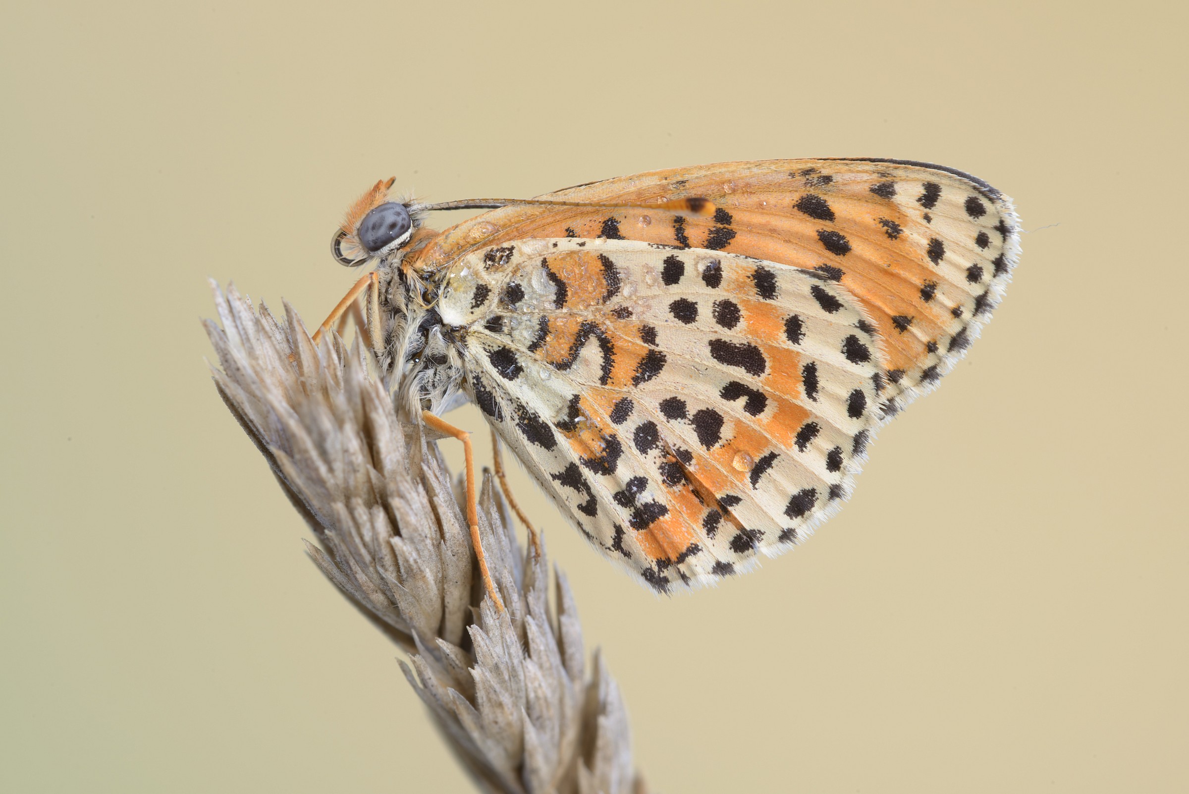 melitaea