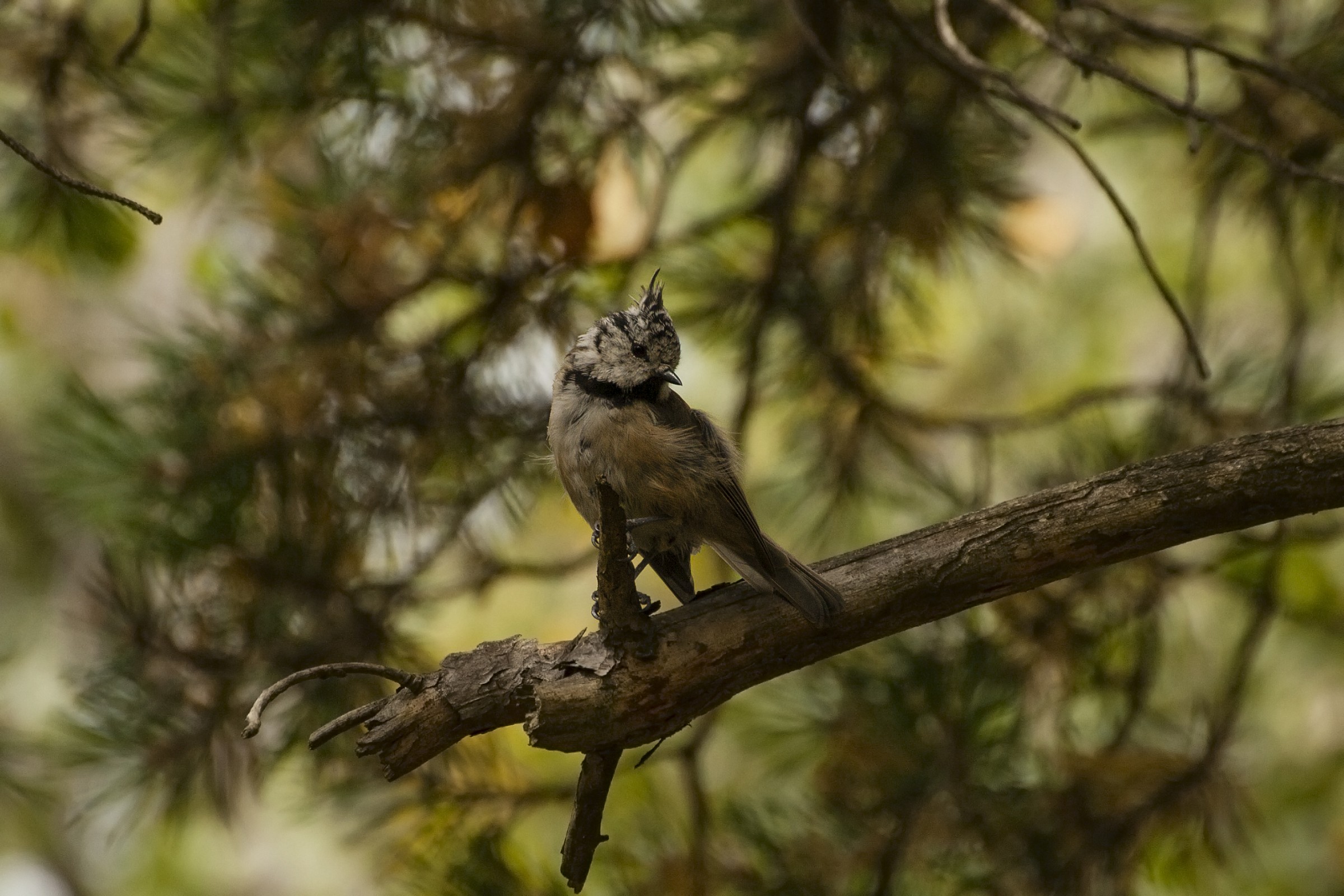 Lophophanes cristatus
