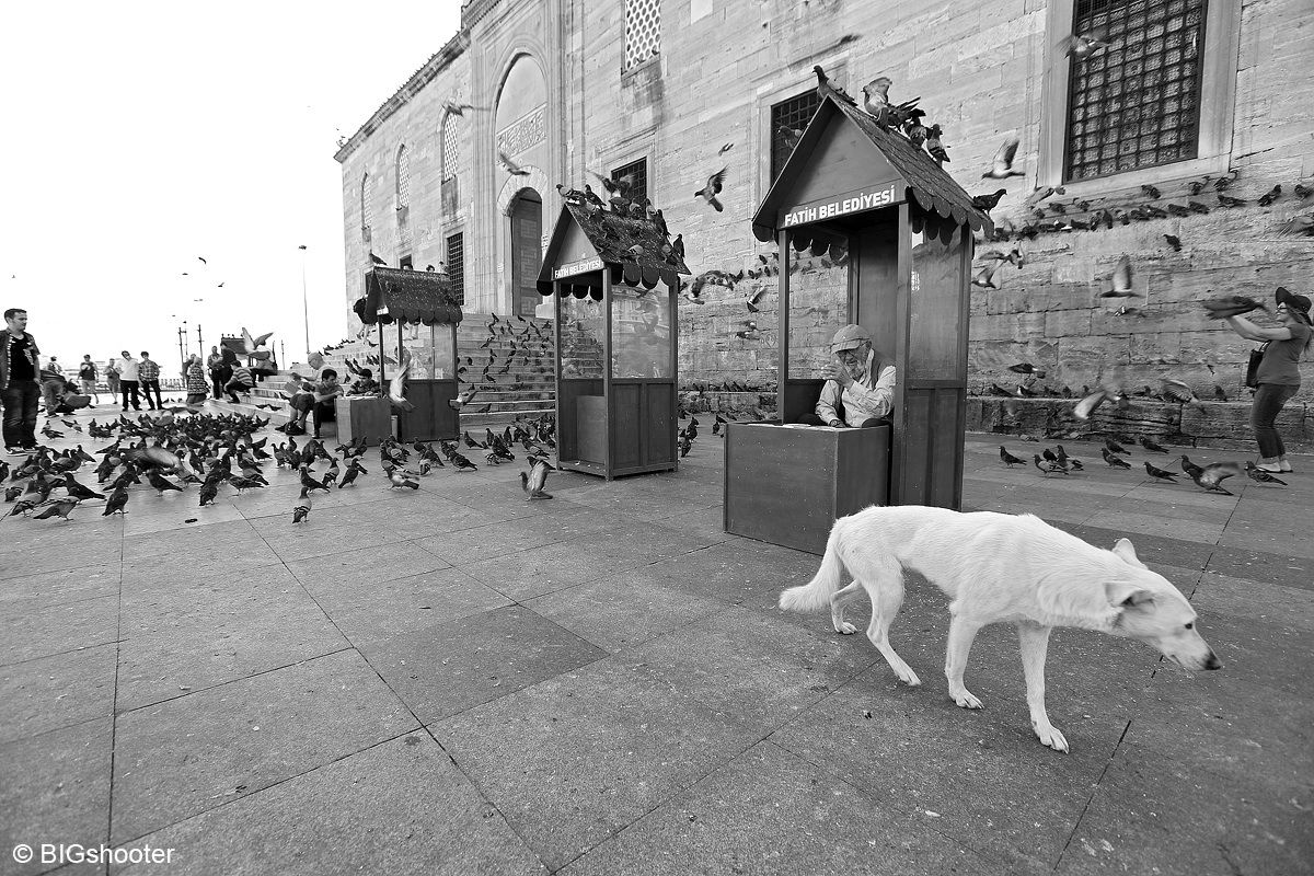 White dog in Istanbul