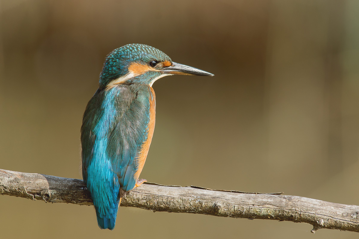 martina kingfisher