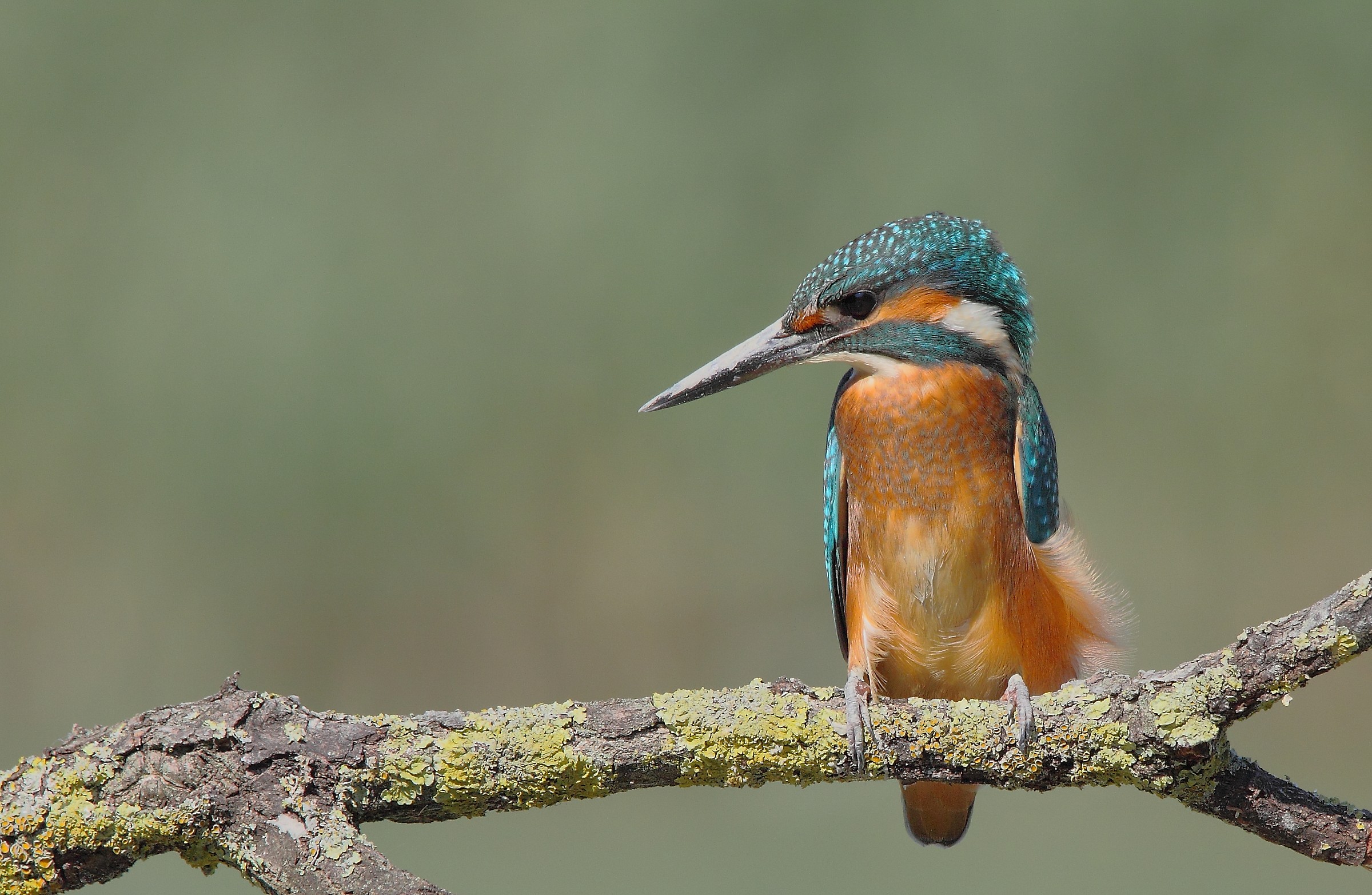 Kingfisher posing ...