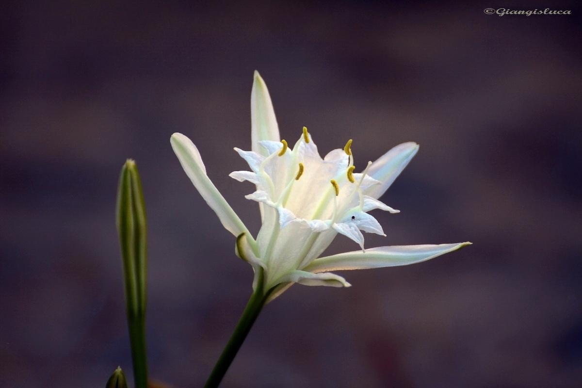 Fiore all'alba sulla dune di sabbia