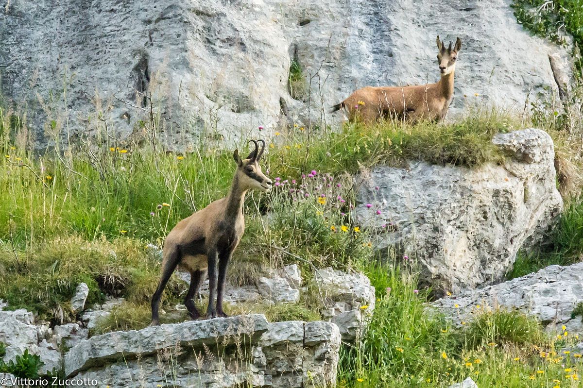 Chamois in St. George (V