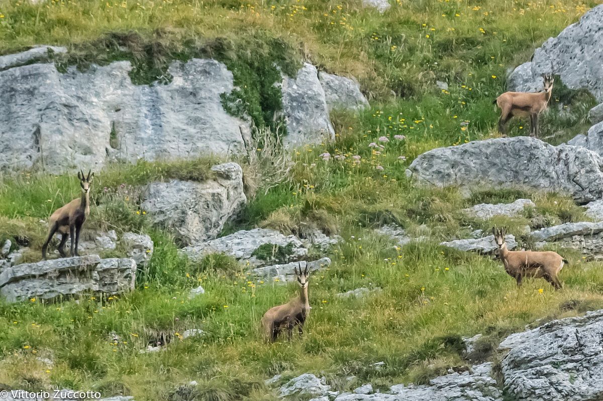 Chamois in St. George (V