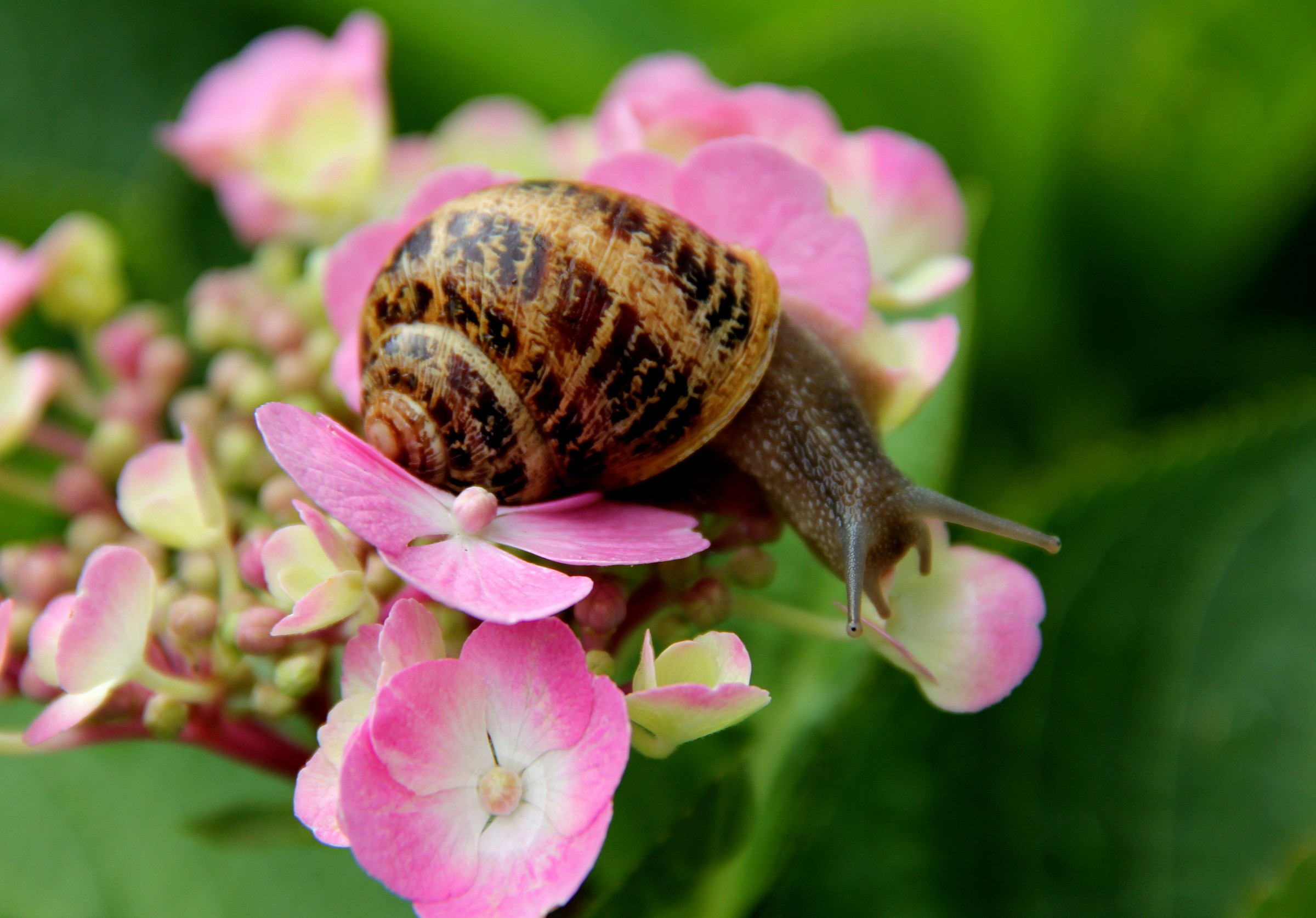 Snail in bloom