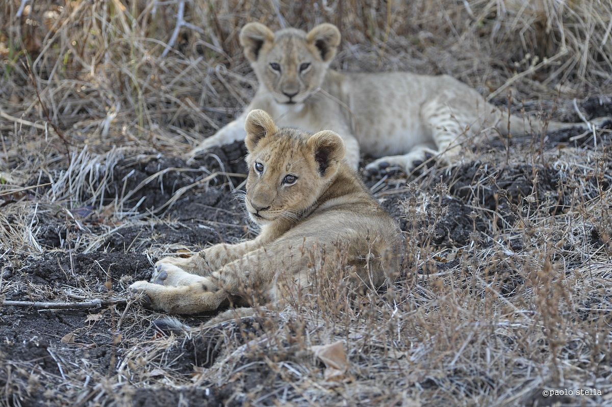 2 babies .... lions
