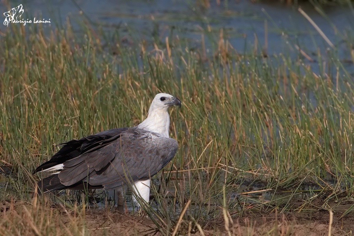 Aquila di mare ventrebianco (Haliaeetus leucogaster)