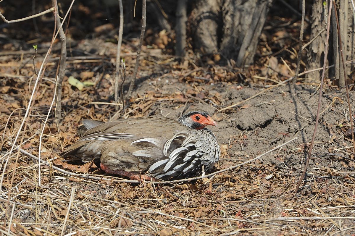 Scaly Francolin