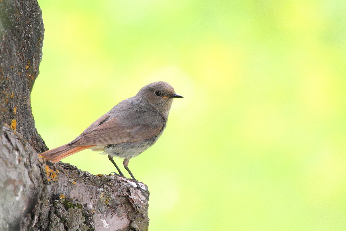 Black Redstart