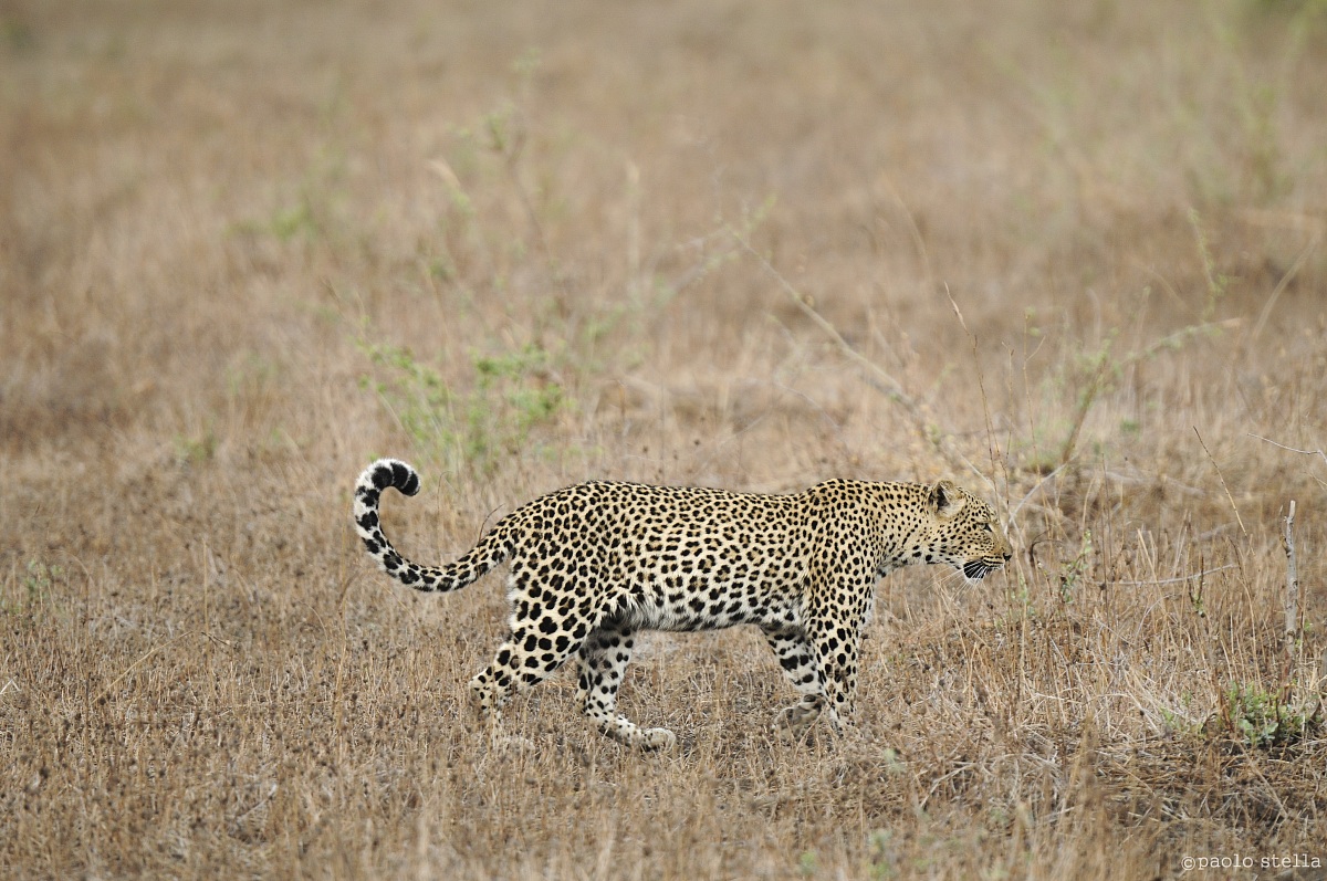 hunting leopard