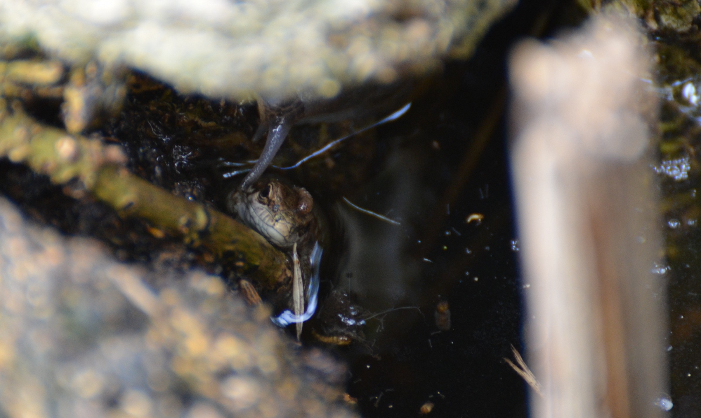 Lizard hidden in a pool of water