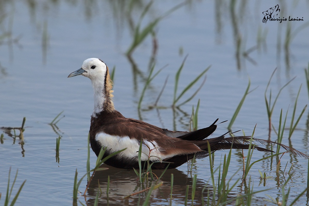 Jacana coda di fagiano, maschio