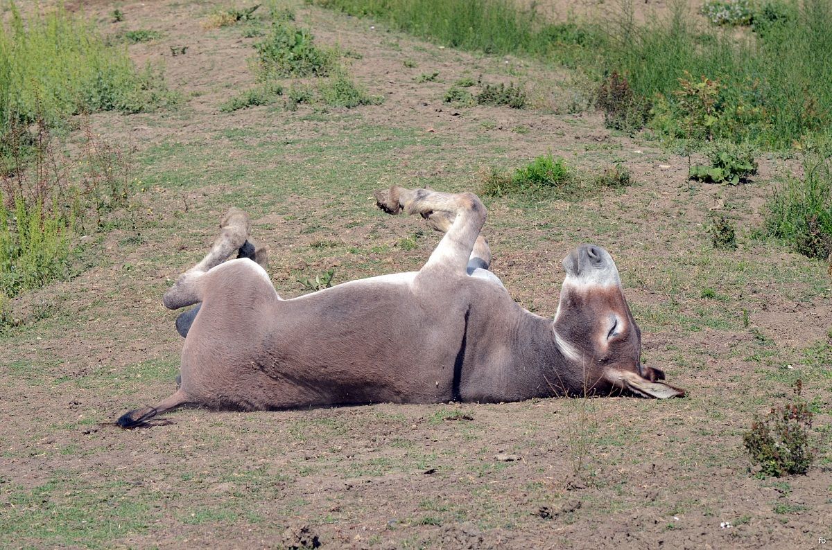 dorme come il mio gatto