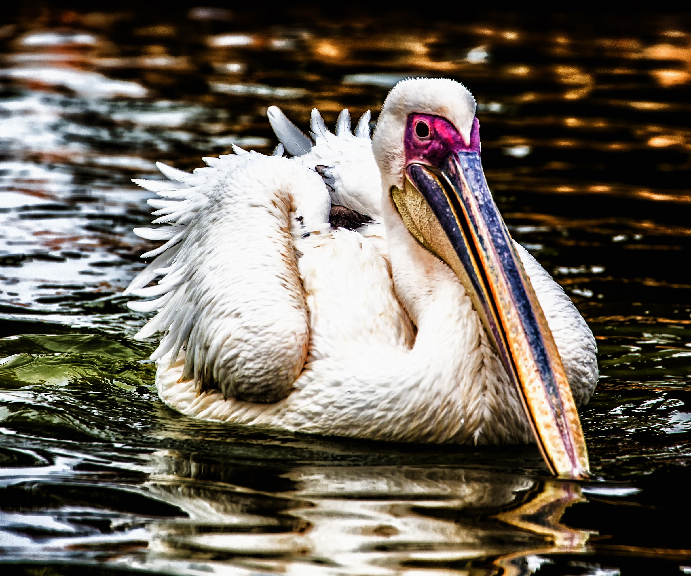 Pelican