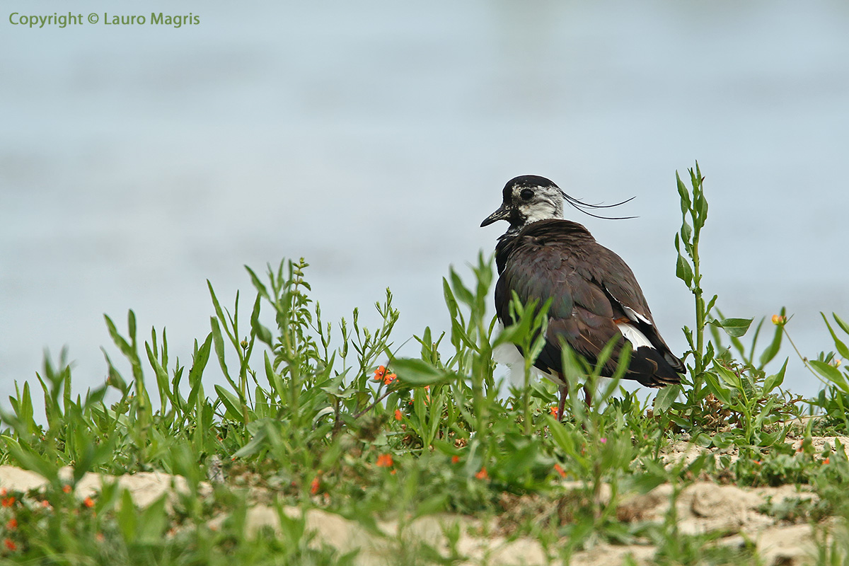 Lapwing