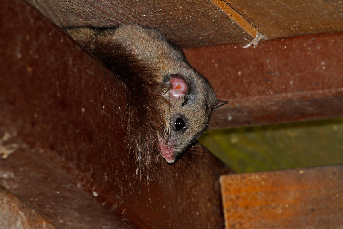 dormouse curious