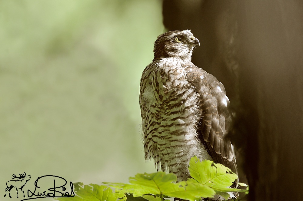 Sparrowhawk - Sparroehawk