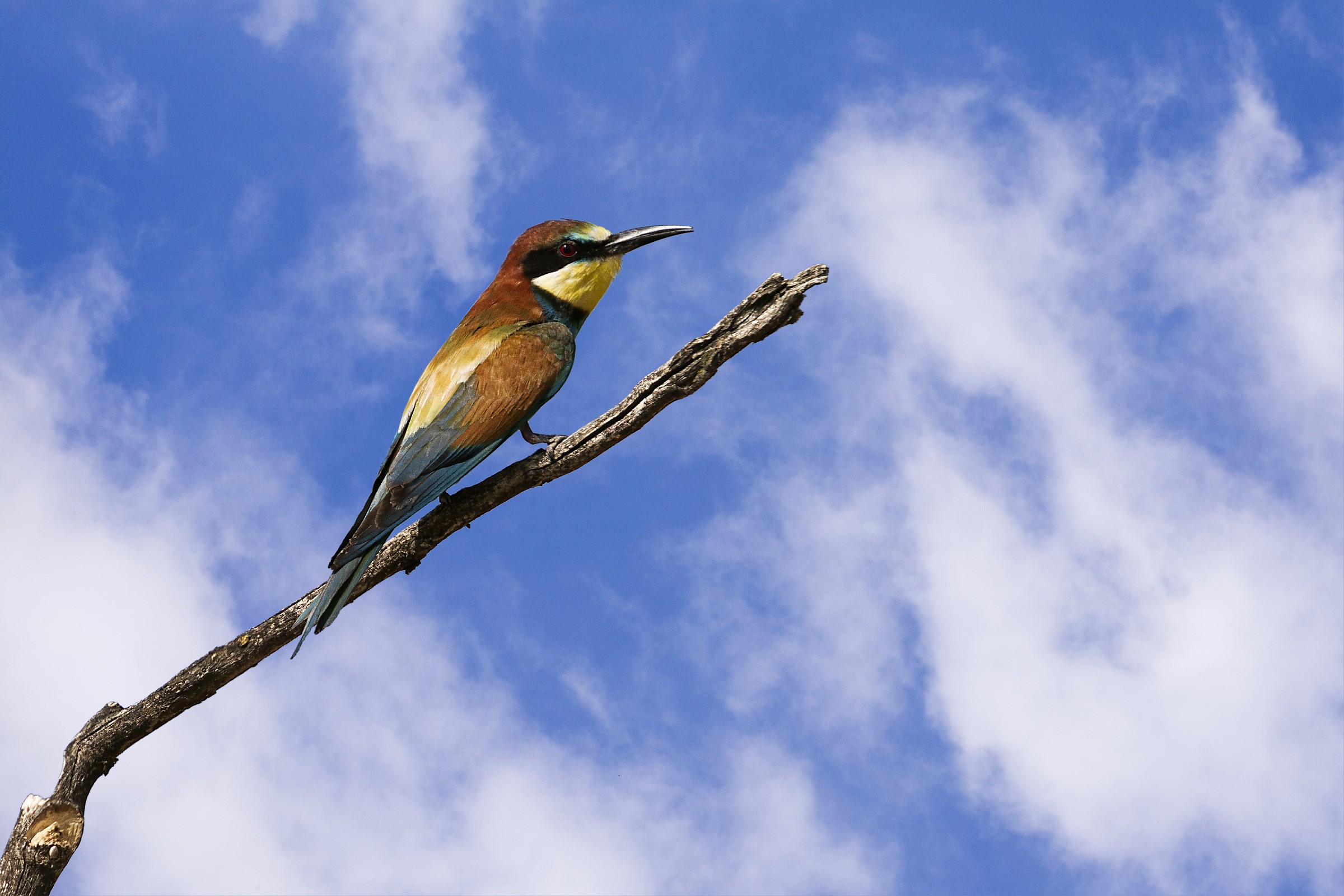 Bee-eater