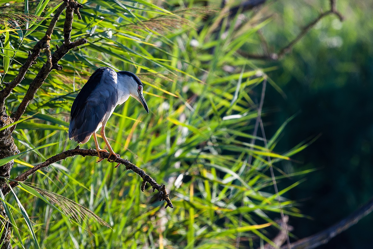 Night Heron waiting