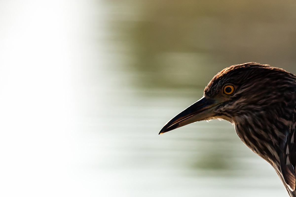 I see that there are also ...