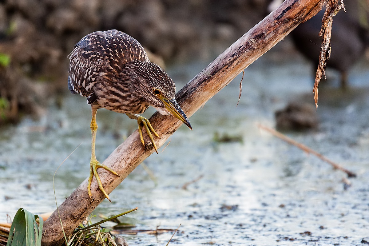Night Heron waiting young