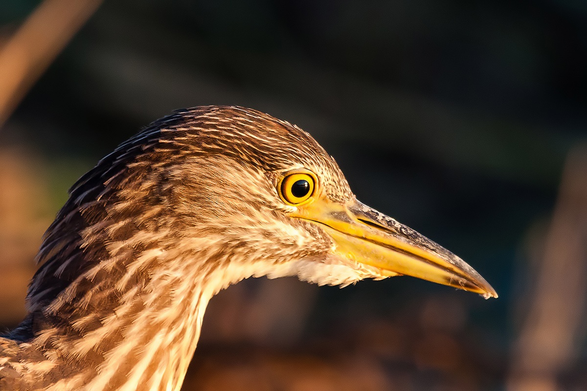 Portrait of young night heron