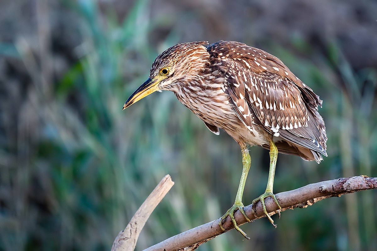 Night Heron young