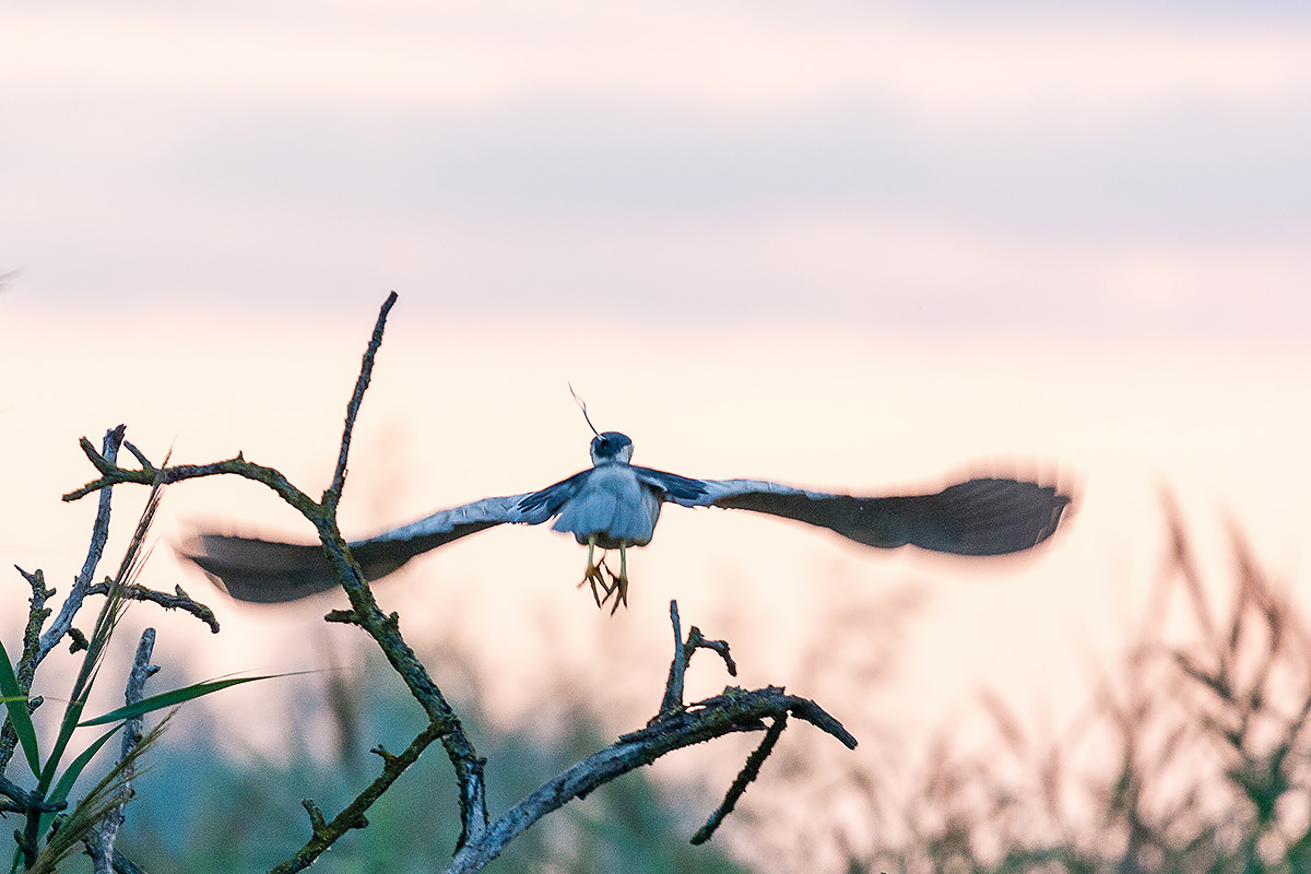 Night Heron flies away ..