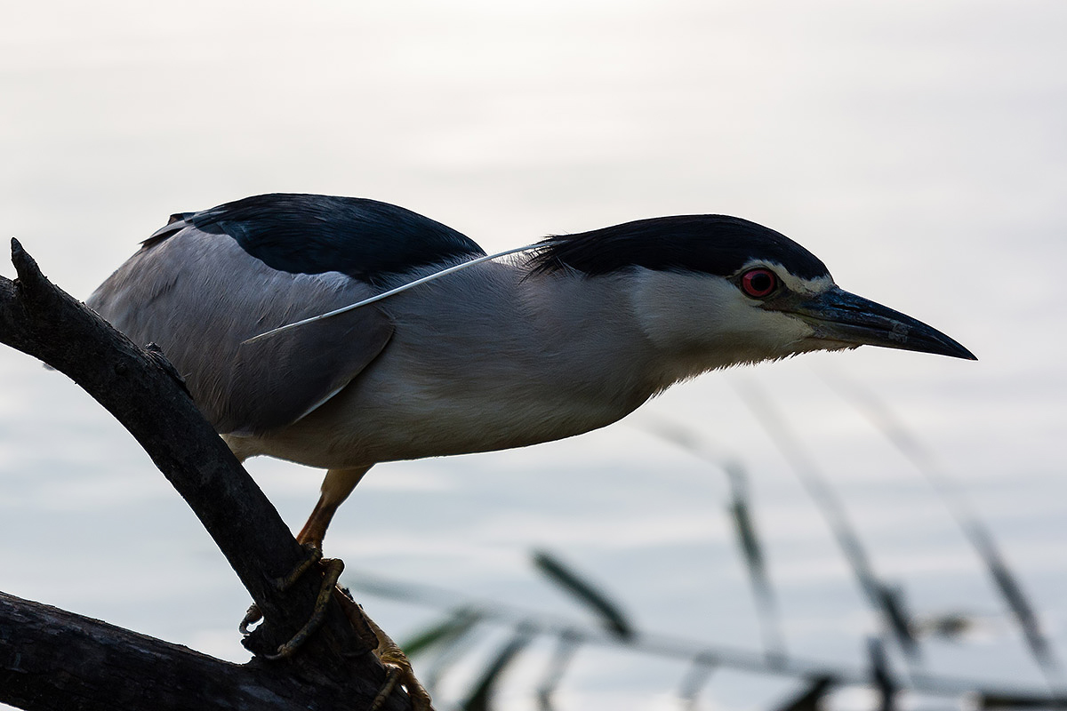 Night Heron