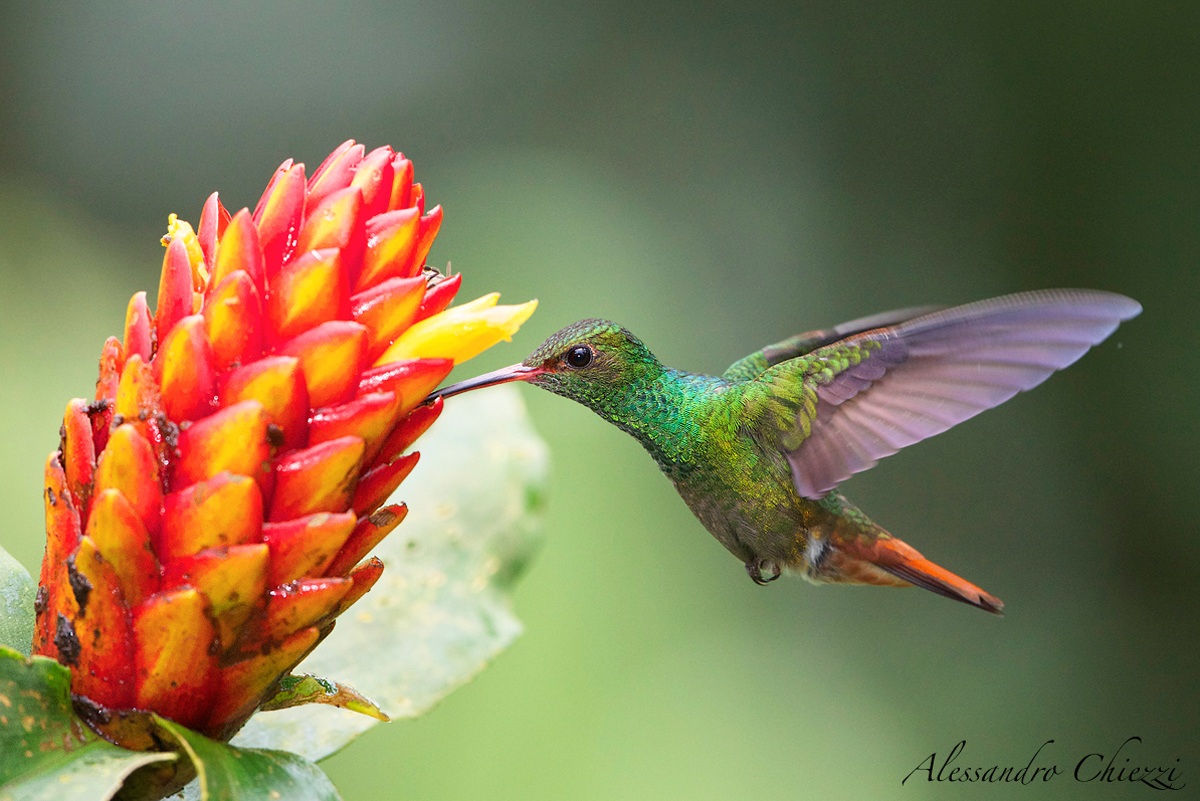 Amazilia codarossiccia