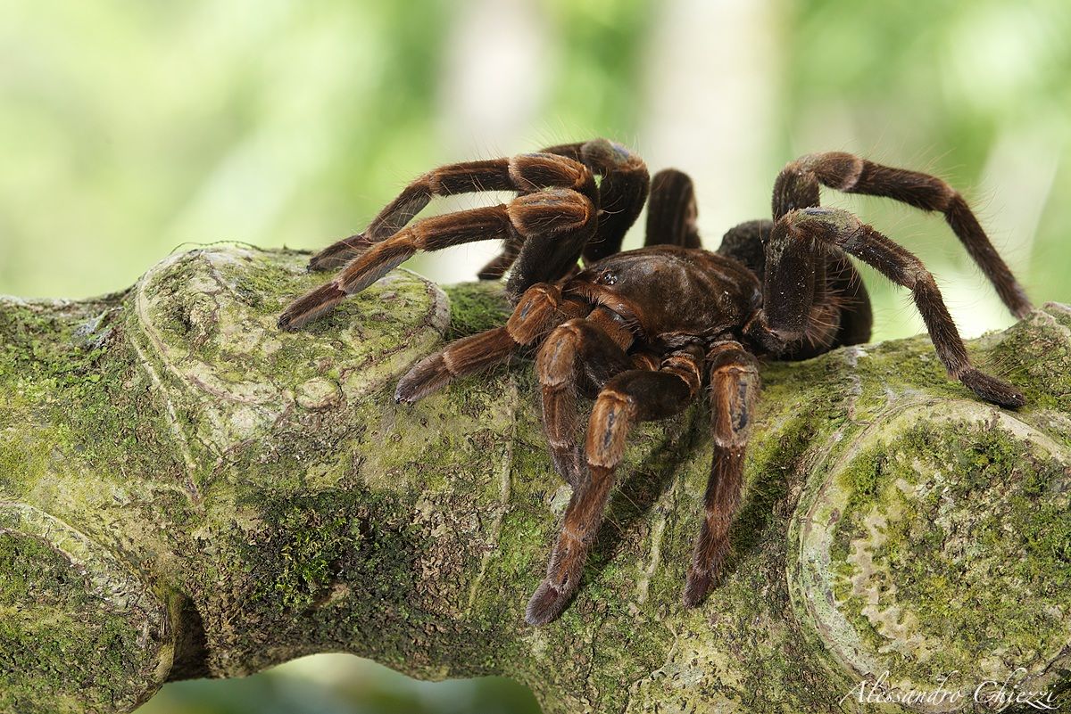 The pace of the tarantula