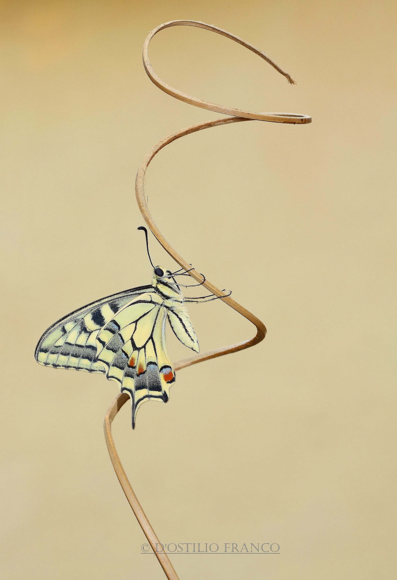 Papilio Machaon.