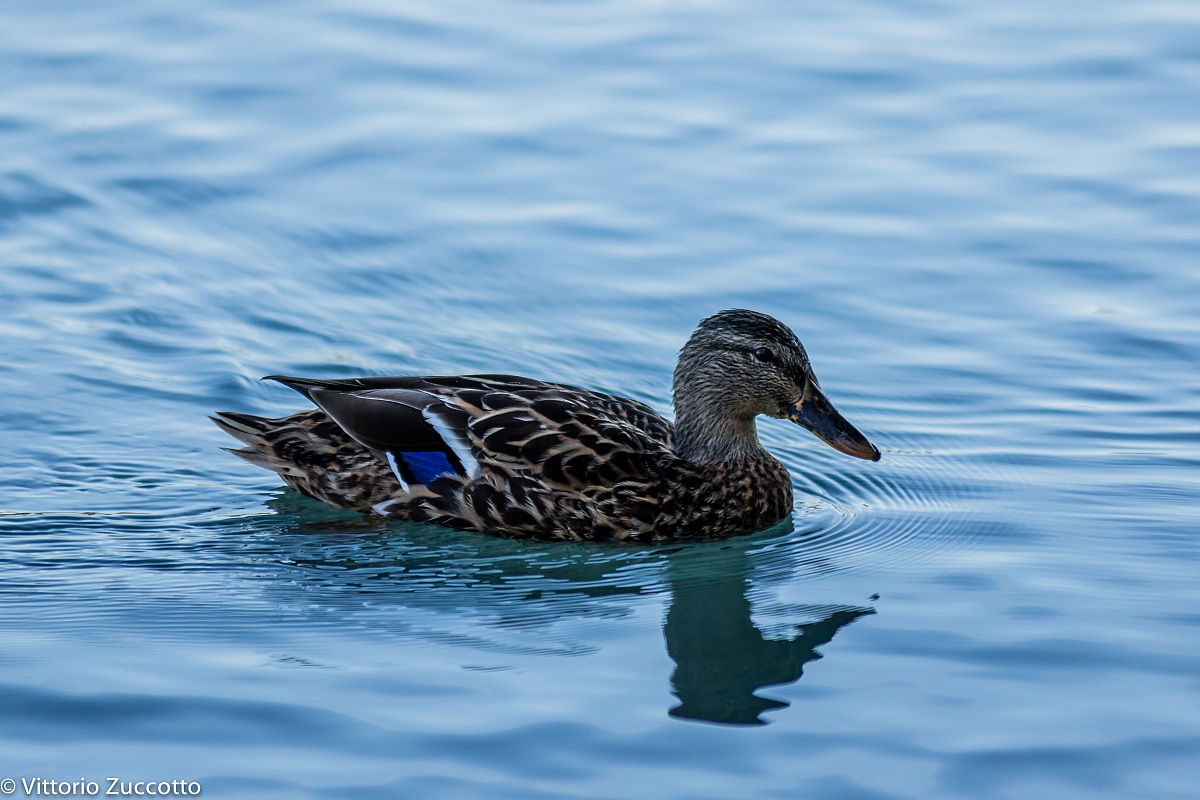 Duck on the Adige