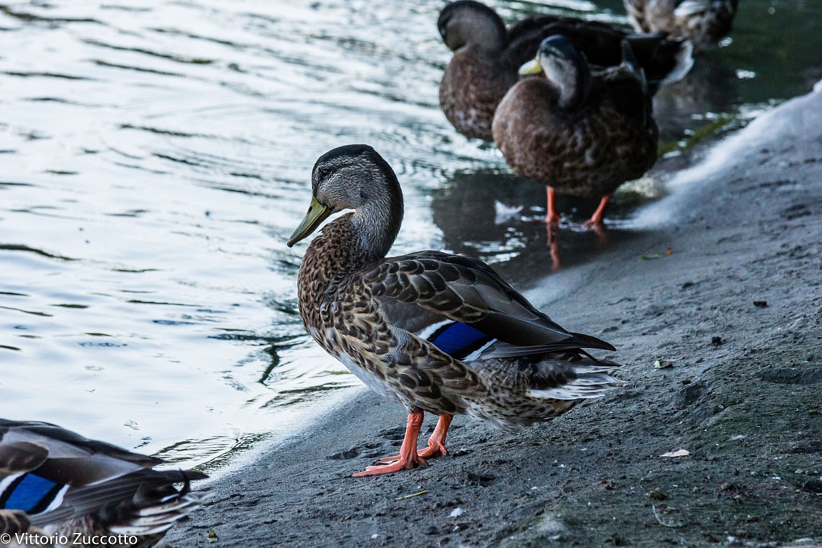 Duck on the Adige