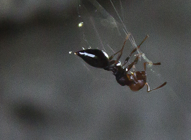 Ohi Ohi! Mi sa che sono finita nei pasticci!