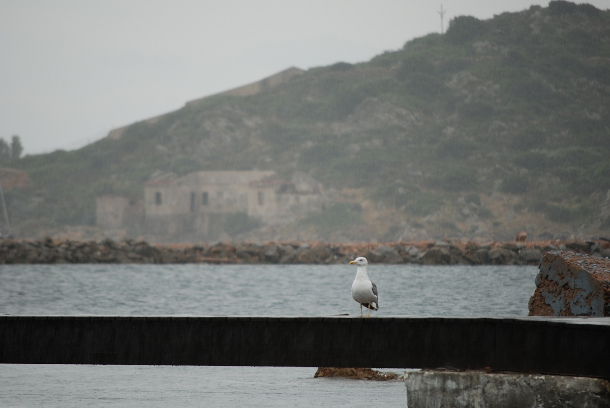 Gabbiano sotto la pioggia - La Maddalena