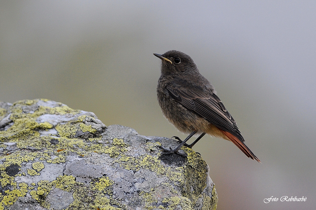 Codirosso spazzacamino ... giovane ...