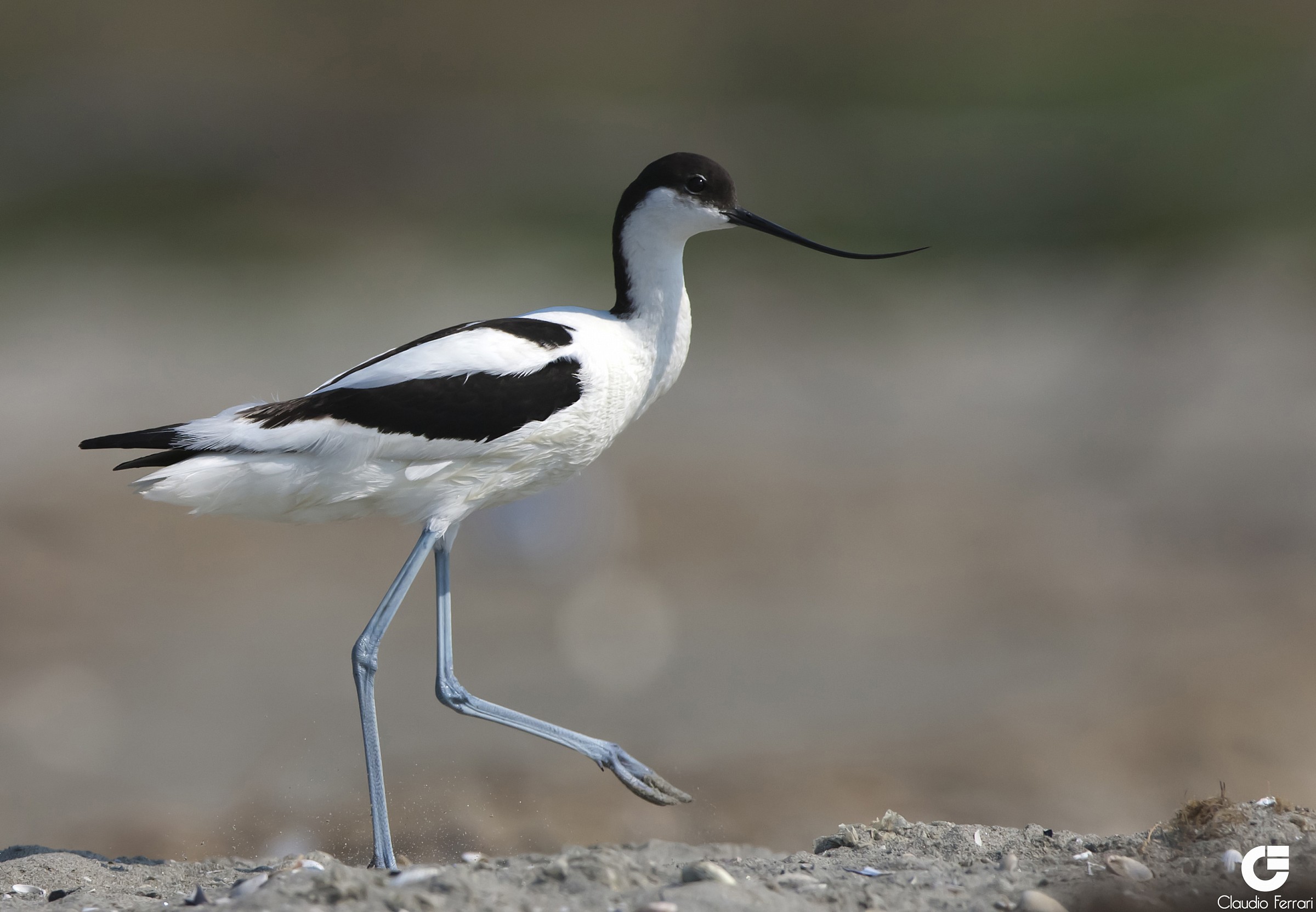 Avocet