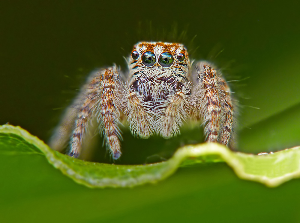 salticidae