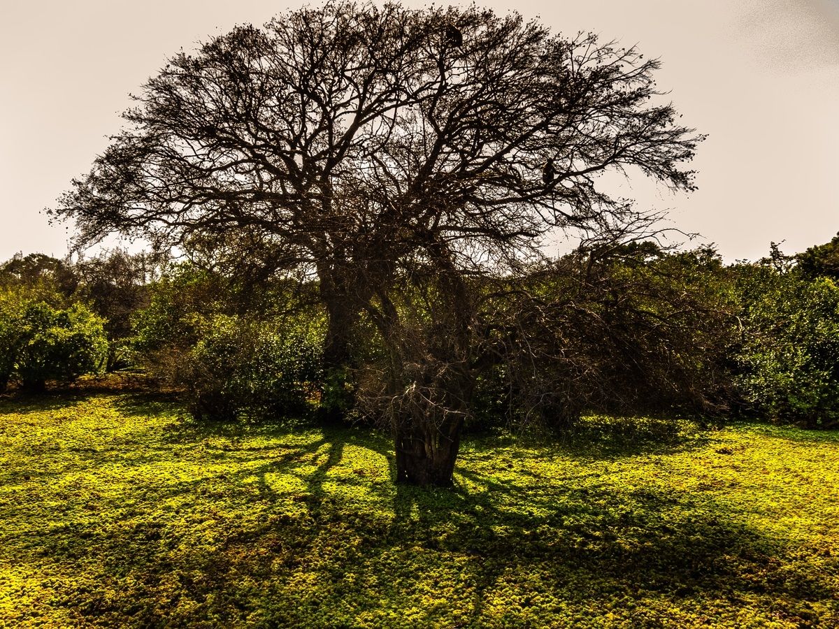 Sri Lanka - Yala national Park